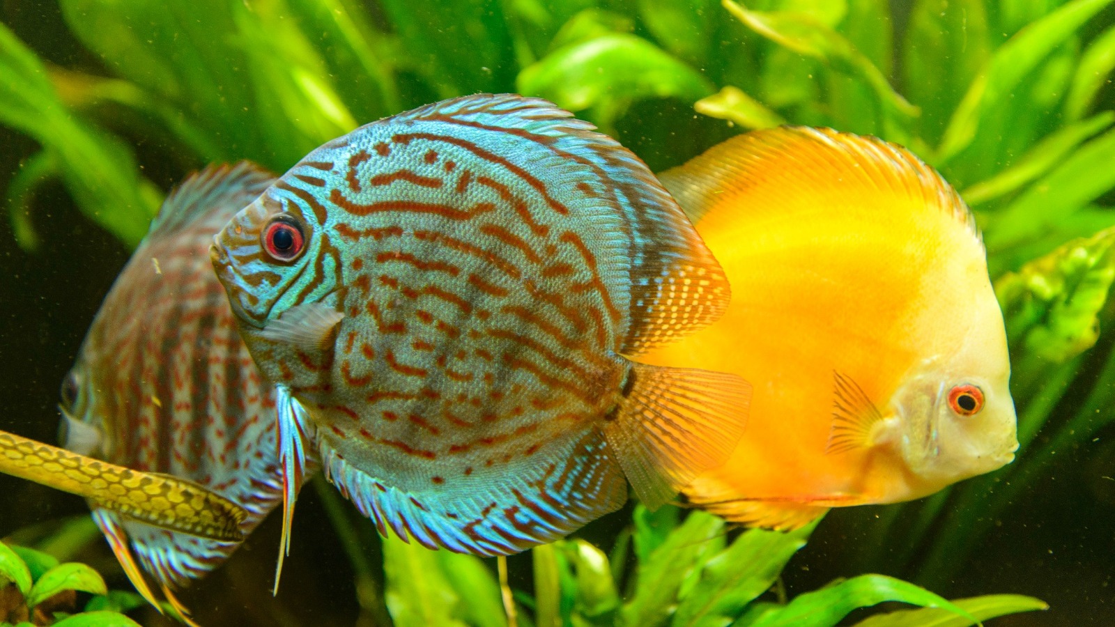 Ipaam alerta que exportação de peixes ornamentais depende de licenciamento ambiental