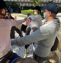 Equoterapia da Hípica de São Paulo leva pôneis para crianças em tratamento no A.C.Camargo